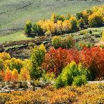新疆行之  柏桦林在歌唱图片 自然风光 风景图片