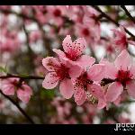 又是三月百花开图片 自然风光 风景图片