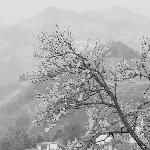 花俏春来图片 自然风光 风景图片
