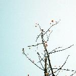 银杏红杉——眼睛想旅行图片 自然风光 风景图片