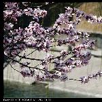 春·梅图片 自然风光 风景图片