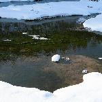 寒冰暖水图片 自然风光 风景图片
