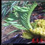 海南洋浦印象－花（九）图片 自然风光 风景图片
