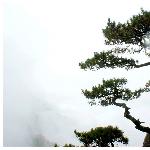 黄山雾松图片 自然风光 风景图片