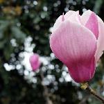 拍花卉。图片 自然风光 风景图片