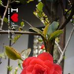 留恋·红山茶图片 自然风光 风景图片