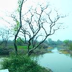 西溪湿地组图片 自然风光 风景图片