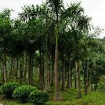 西双版纳橄榄坝图片 自然风光 风景图片