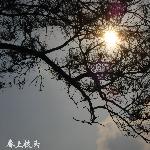 春在枝头图片 自然风光 风景图片