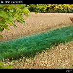 “九寨归来不看水”早秋九寨沟之芦苇海图片 自然风光 风景图片