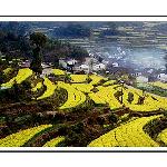 浪漫的油菜花图片 自然风光 风景图片