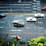 (原创)雨中即景图片 自然风光 风景图片