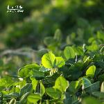 春上绿妆 枝染红粉图片 自然风光 风景图片