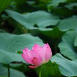 扫荷花去了--小品图片 自然风光 风景图片
