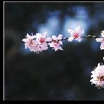 忽如一夜春风来 姹紫嫣红洒九州图片 自然风光 风景图片