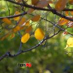 秋色难留图片 自然风光 风景图片