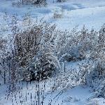 月晨雪洁如絮图片 自然风光 风景图片