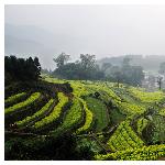 带着G去婺源图片 自然风光 风景图片