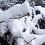 银装素裹的春雪图片 自然风光 风景图片
