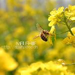 寻找春天的味道春天的使者－－辛勤的蜜蜂图片 自然风光 风景图片