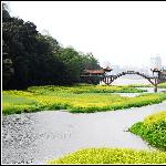 乌尤寺油菜花图片 自然风光 风景图片