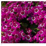 Flowers under Sunshine图片 自然风光 风景图片