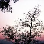 老树枝丫图片 自然风光 风景图片