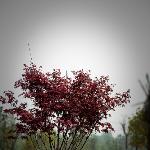 一组 枫叶~~图片 自然风光 风景图片