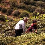 采茶人图片 自然风光 风景图片