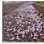桃花落尽满阶红图片 自然风光 风景图片