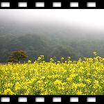 油菜花的世界图片 自然风光 风景图片