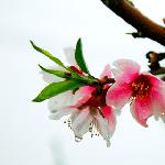 雨中桃花图片 自然风光 风景图片