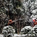 雪中的公园图片 自然风光 风景图片