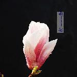 中山公园-春季图片 自然风光 风景图片