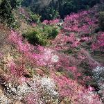 粉红 丹景山图片 自然风光 风景图片