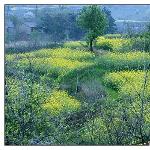 芳香扑来图片 自然风光 风景图片