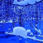 蓝调冬恋___北海道白金青池图片 自然风光 风景图片