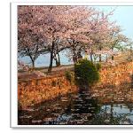 长春桥樱花雨图片 自然风光 风景图片