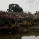 早春踏梅图片 自然风光 风景图片