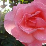 绝色芳华图片 自然风光 风景图片