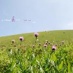 又是一年山花烂漫 。图片 自然风光 风景图片