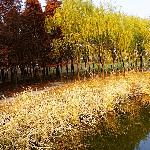 GOLD 暖冬图片 自然风光 风景图片