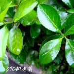 雨中叶图片 自然风光 风景图片