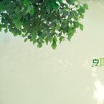 夏叶图片 自然风光 风景图片