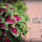 美丽禇家园图片 自然风光 风景图片