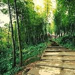 【茶山竹海】图片 自然风光 风景图片