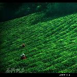 茶园飘香图片 自然风光 风景图片