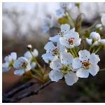 又见梨花白图片 自然风光 风景图片