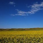 新疆昭苏油菜花图片 自然风光 风景图片
