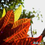 海南小品——花花草草图片 自然风光 风景图片